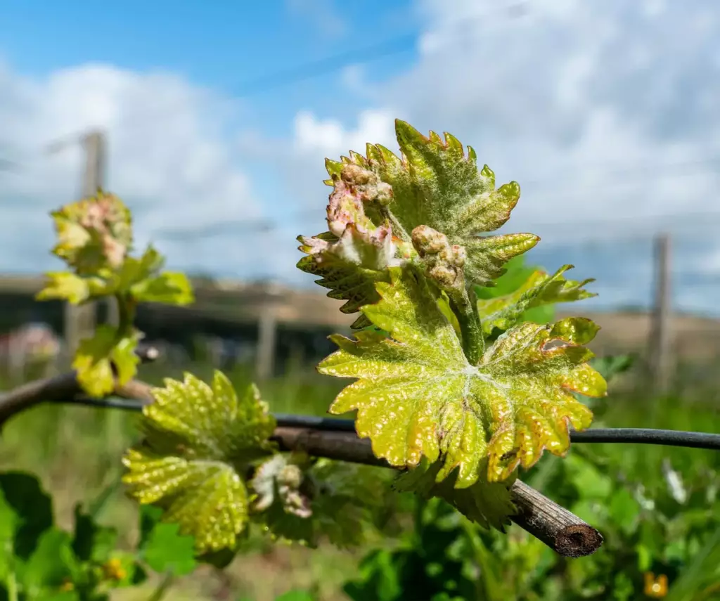 Bourgeons de vigne au printemps à Sancerre