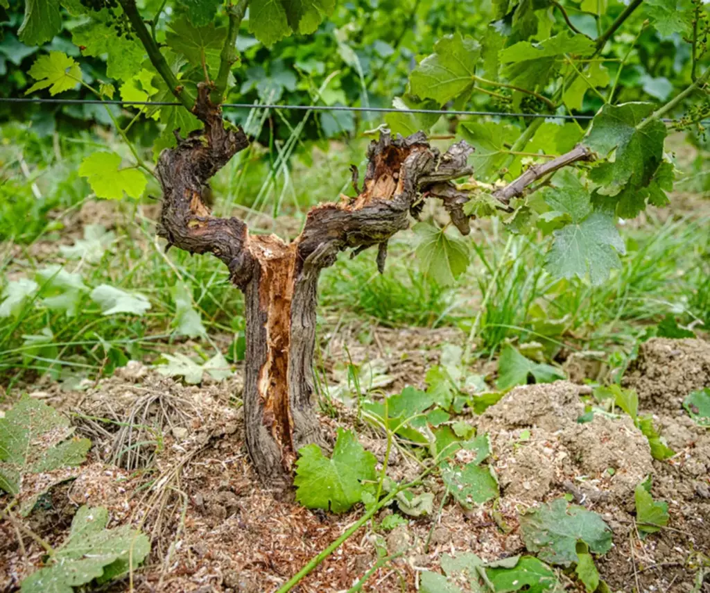 Curetage d’un cep de vigne à Sancerre