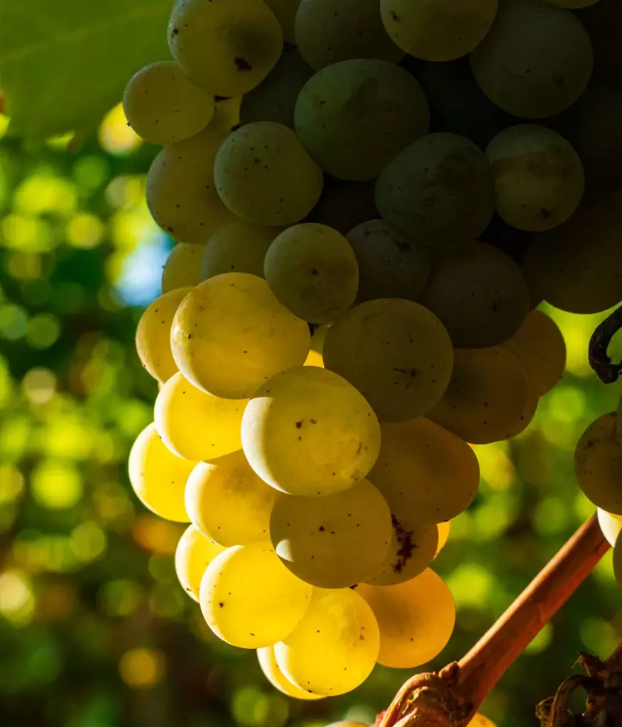 Grappes de sauvignon blanc à Sancerre