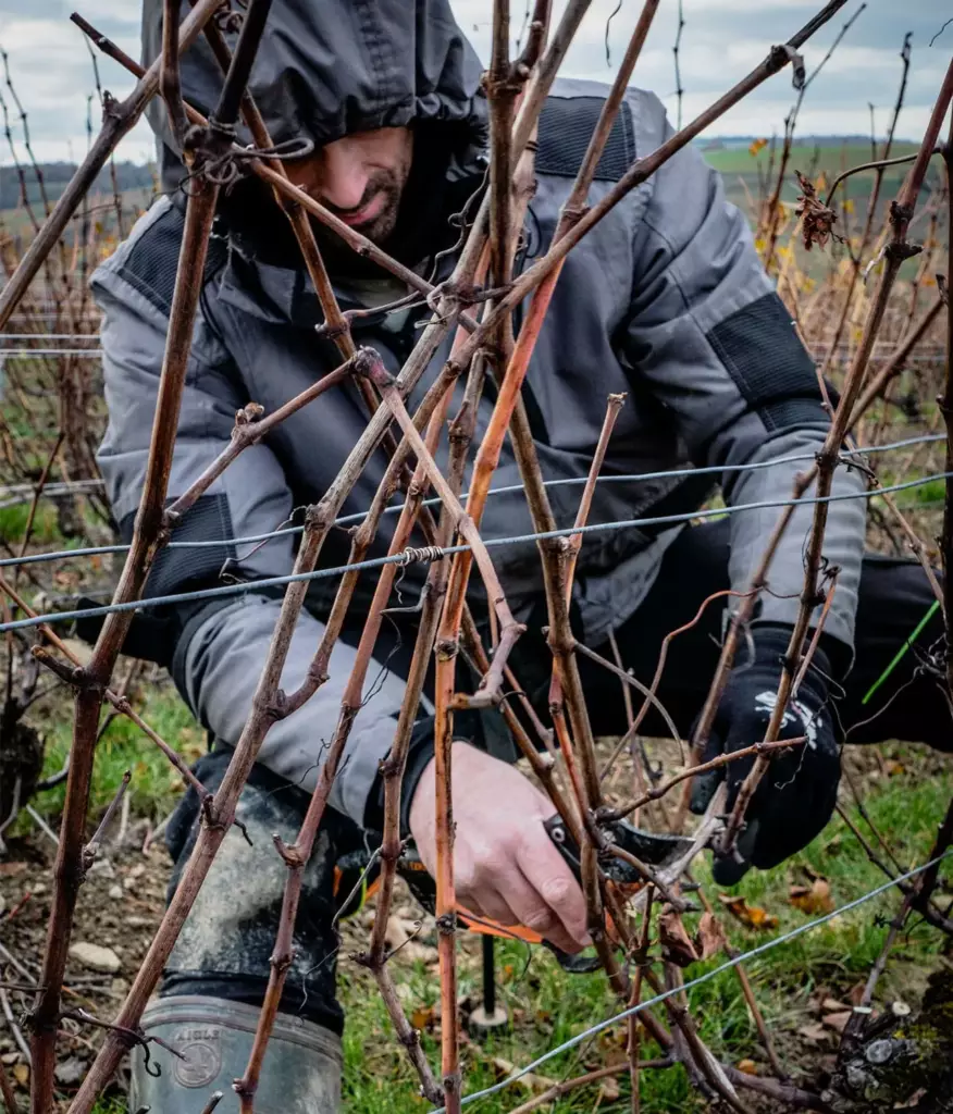 Vigneron taillant la vigne à Sancerre