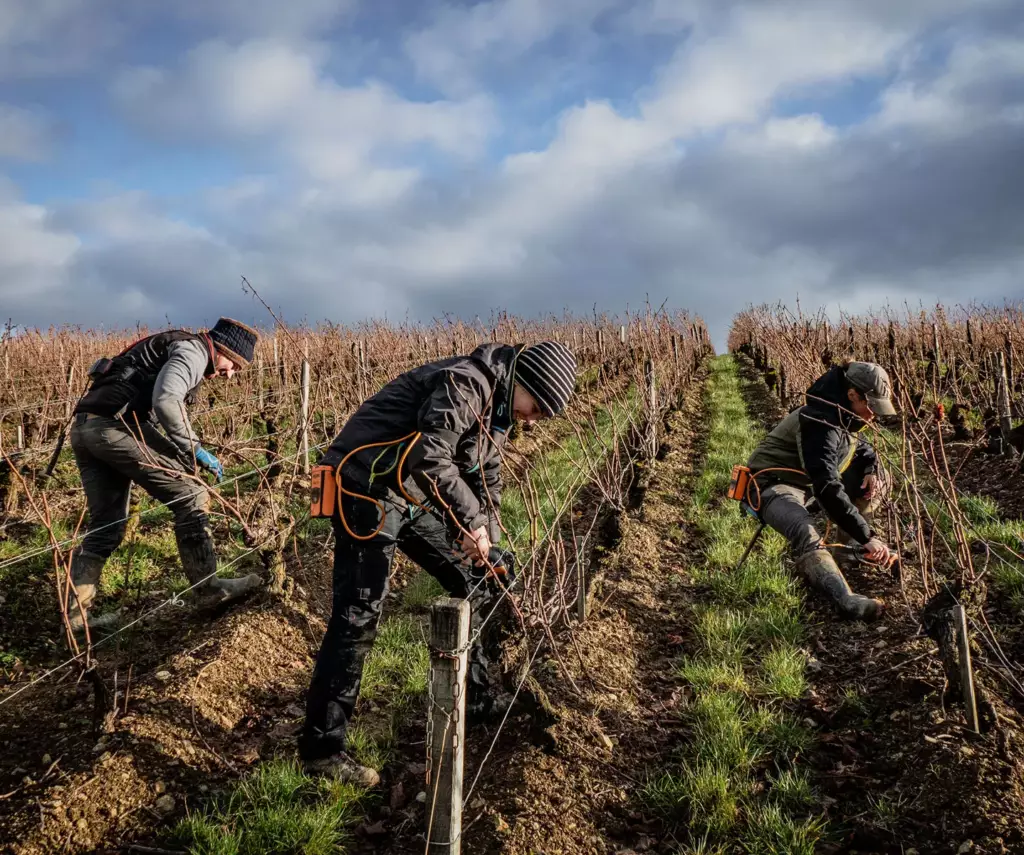 Taille de la vigne à Sancerre