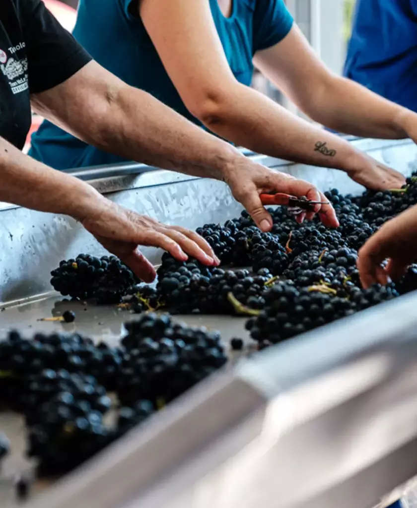 Tri du raisin pendant les vendanges