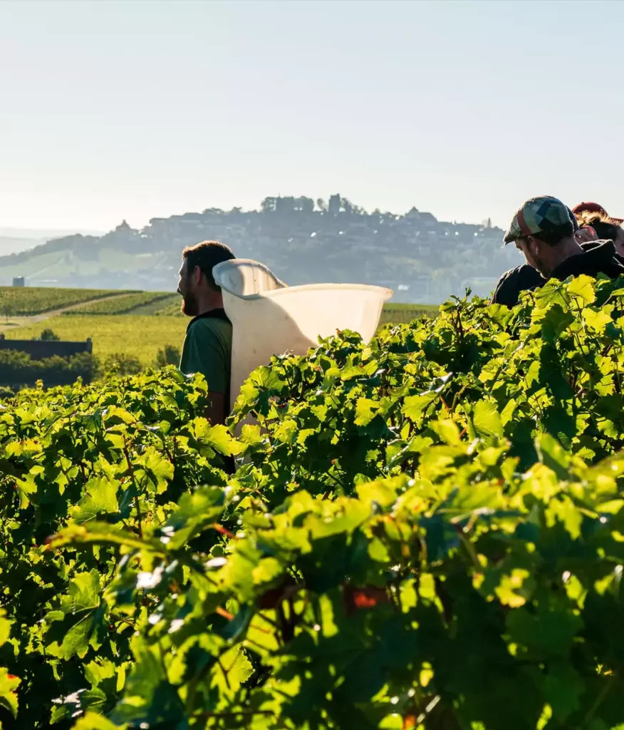 Vendanges manuelles au Domaine du Pré Semelé